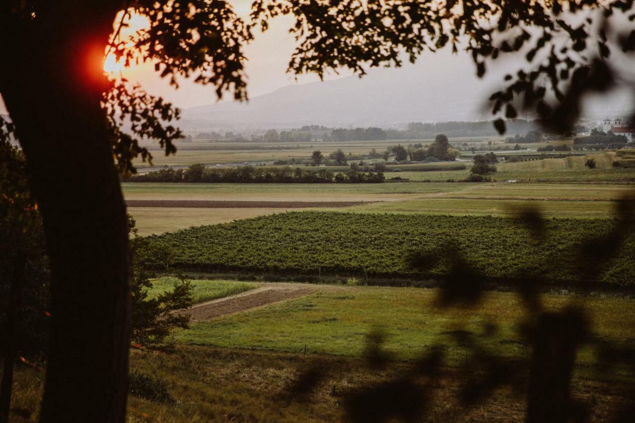 Kmetija Tomazic Vinska Klet - Winery Leilighet Vipava Eksteriør bilde